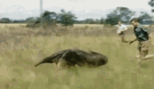 david-attenborough-anteater.gif