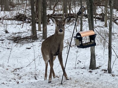 IMG_4493.jpeg IMG_4493.jpeg