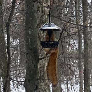 IMG_4713.jpeg IMG_4713.jpeg