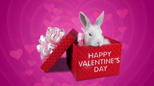 valentine rabbit.jpg