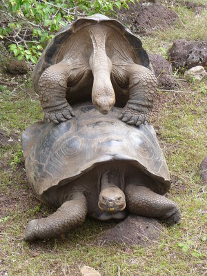 Galapagos-Tortoise-Mating.jpg