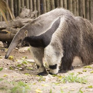 anteater_feature_21.jpg