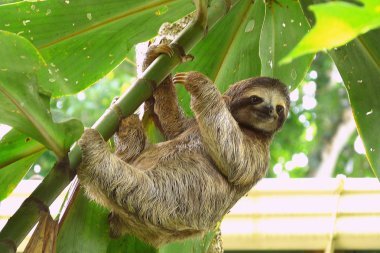 depositphotos_52410571-stock-photo-sloth-in-puerto-viejo-costa.jpg
