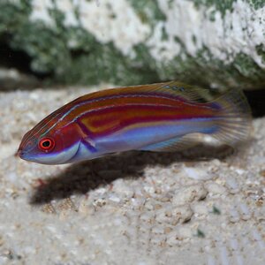 Labouts-Fairy-Wrasse-Male-or-Cirrhilabrus-labouti-5.jpg