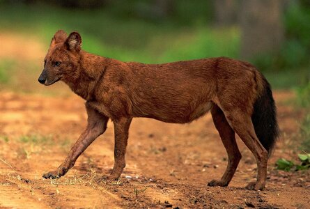Dhole_in_its_habitat_(cropped).jpg