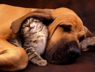 cats_dogs_together_760114.jpg