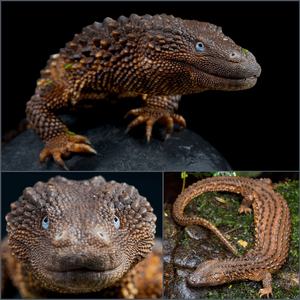 the-earless-monitor-lizard-is-endemic-to-the-island-of-v0-zjv4qw1ini9b1.png