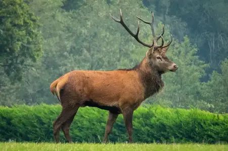 Red-deer-fact-file-1280x853-1.webp