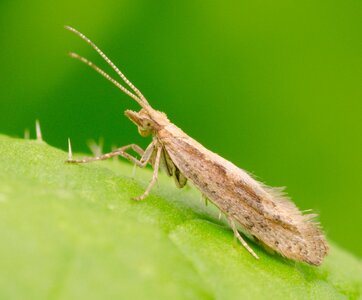 Plutella adult (003) Mark Mallott.jpg