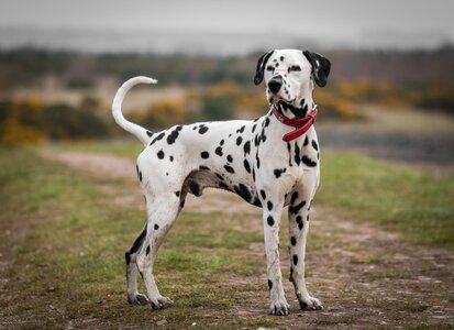 Dalmatian-standing-outside-Beth-James-Shutterstock.jpg
