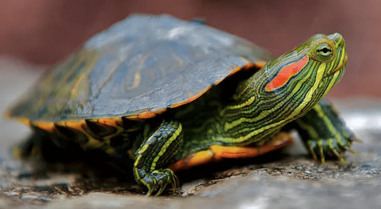 redearedslider.png