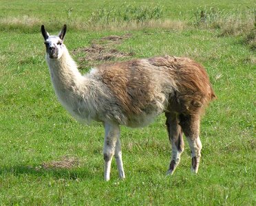 Llama.jpg