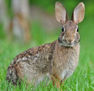 Eastern_Cottontail.jpeg