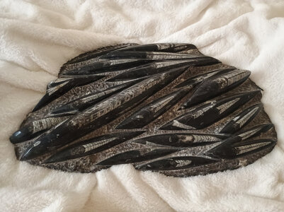 Ammon2.jpg Ammon2.jpg