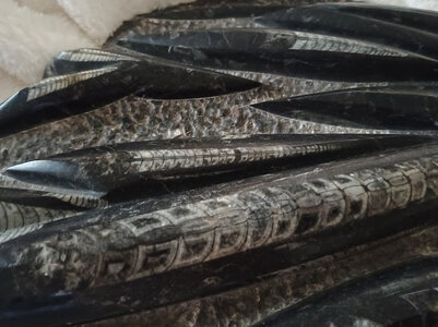 Ammon1.jpg Ammon1.jpg