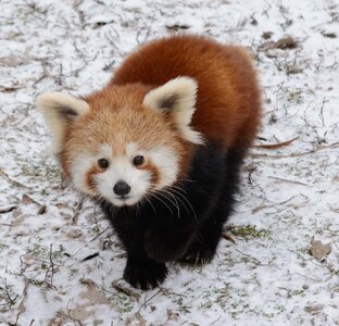 red-panda-cub.jpg