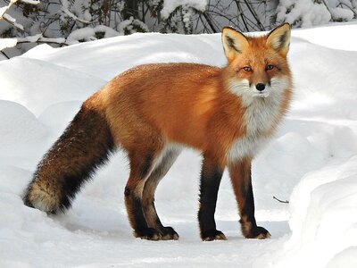 Vulpes_vulpes_ssp_fulvus.jpg
