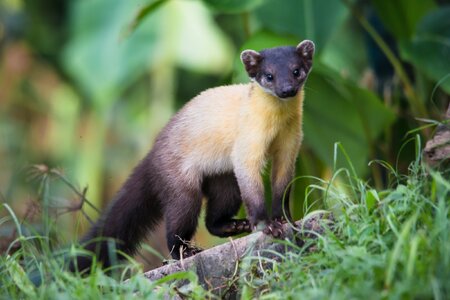 Martes_flavigula,_yellow-throated_marten.jpg