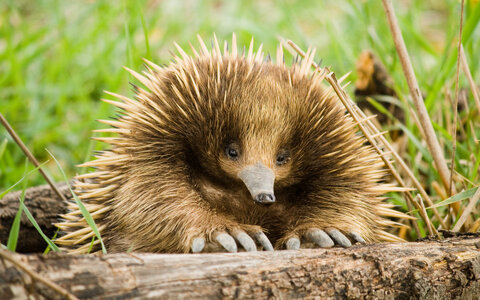 echidna.jpg