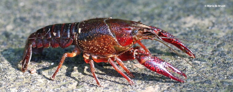 crayfish-p7181230-c2a9-maria-de-bruyn-res-1.jpg