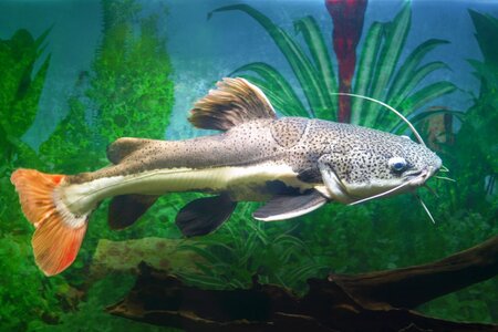 How-To-Succeed-With-Your-New-Red-tail-Catfish-Phractocephalus-Diet-Feeding-Breeding-More.jpg