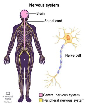 21202-nervous-system.jpg