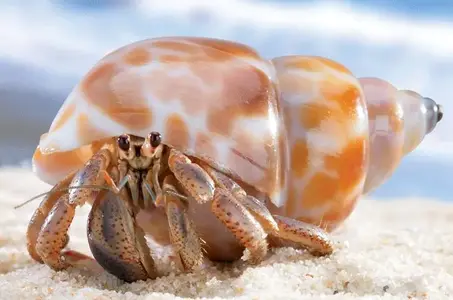 hermit_crab.webp