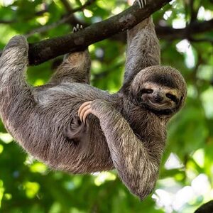 three-toed-sloth-landing-photo.jpg