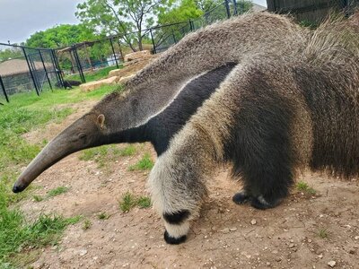 anteater-1-1-1-min.jpg