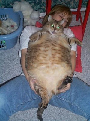 largecat.jpg