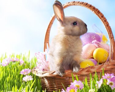 easter Is1wZj5-450253569.jpg