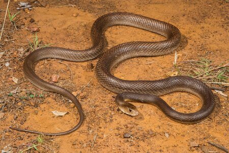 taipan-Australian-length.jpg