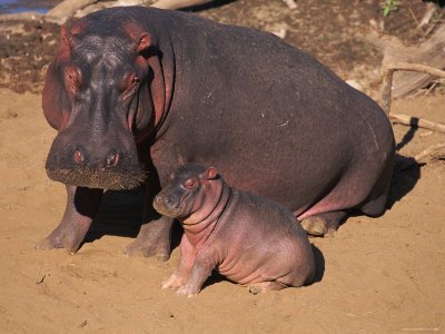 1060894~Hippopotamus-Adult-with-Baby-Masai-Mara-Kenya-Posters.jpg