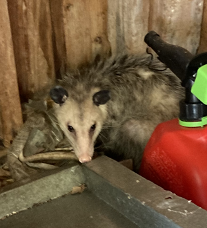 Pogo in Utility Room.png