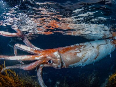 giant-squid-underwater.jpg