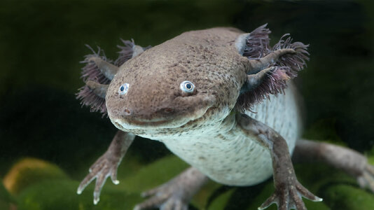 hero-axolotl.jpg