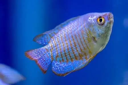 gourami-care-and-breeding-1378303-hero-e152583318834644a693434b0604889f.webp