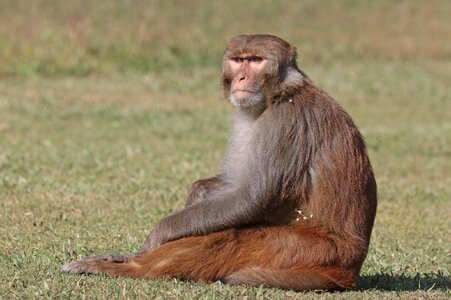 Rhesus_macaque_(Macaca_mulatta_mulatta),_male,_Gokarna.jpg