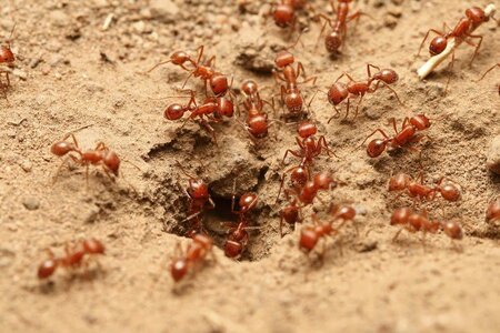 fire-ant-blog.jpg