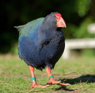Male_takahe_walking_on_grass.jpg