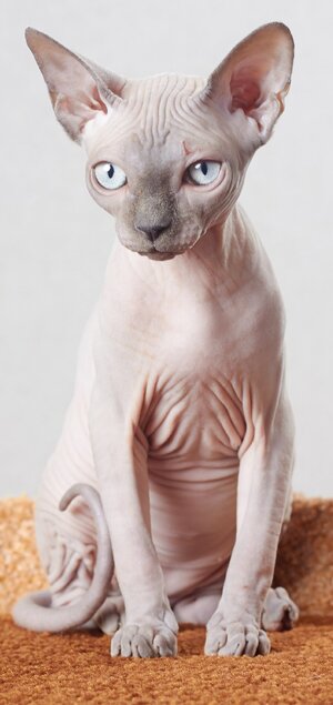 Sphynx_-_cat._img_031.jpg