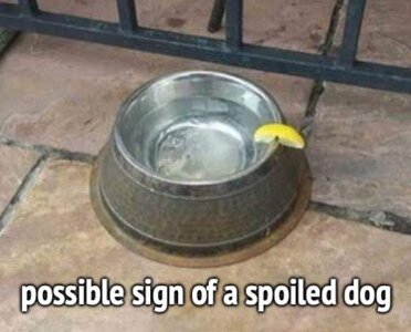 spoiled-dog.jpg