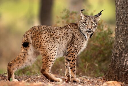 Iberian-lynx-pardinus-Spain-cat.jpg