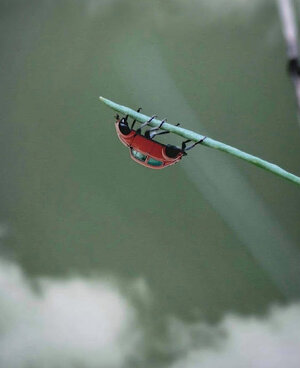 vw vajsnvokjxyub2h4tms4wi.jpg