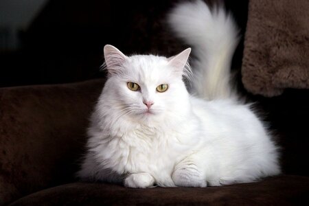 white-turkish-angora-cat-on-the-couch_TheCats_Shutterstock.jpg