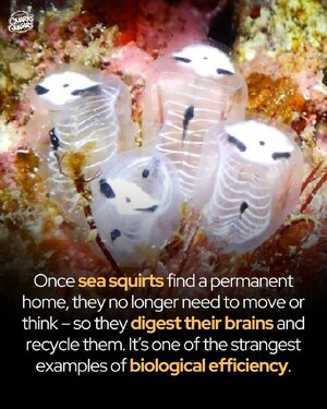 506187558_1264137801990816_364332697044509288_n.jpg 506187558_1264137801990816_364332697044509288_n.jpg