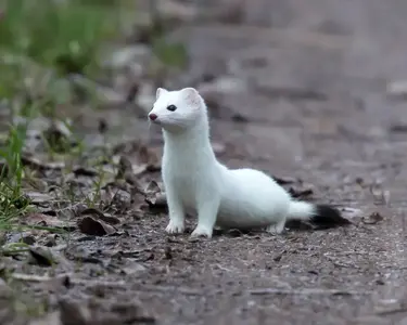 hermelin-am-weg-stoat.webp