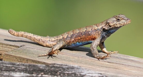 Eastern+Fence+Lizard.jpg
