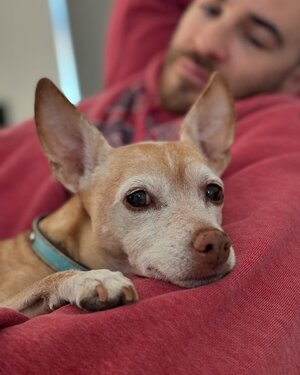 Brian Tyler Cohen (2).jpg