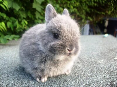 greybabybunn.jpg